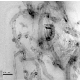 Figure 13. TEM image of amine modified nanotube reinforced  EVA nanocomposites.