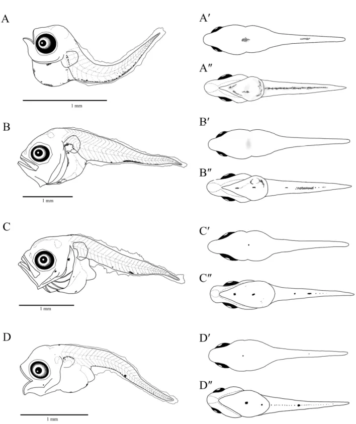 Fig. 4. Preflexion larvae of (A) Collichthys  lucidus (4.44 mm NL; PKUI 816) and (B) Collichthys  niveatus (5.03 mm NL; PKUI  817) collected from Chilsan-do Island