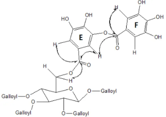 Fig. 2. Selected HMBC correlations observed be- be-tween galloyl E and F.