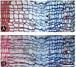 Fig. 3. Transverse thin section of Pinus densiflora. 