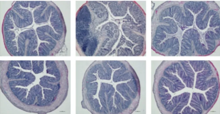 Fig. 4. Representative microphotographs of coronal sections of colonic mucosa from a  mice