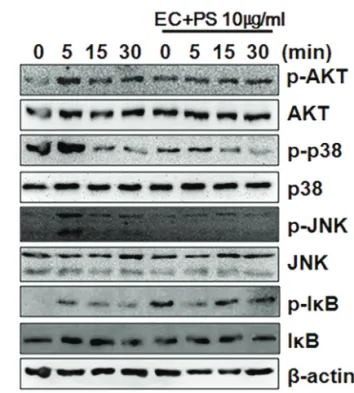 Fig. 8.Eucommiaecortex(EC)plusPsoraleaesemen(PS)waterextractsinhibitreceptoractivatorofnuclearfac- 8.Eucommiaecortex(EC)plusPsoraleaesemen(PS)waterextractsinhibitreceptoractivatorofnuclearfac-tor-kappa-BligandRANKLsignaling