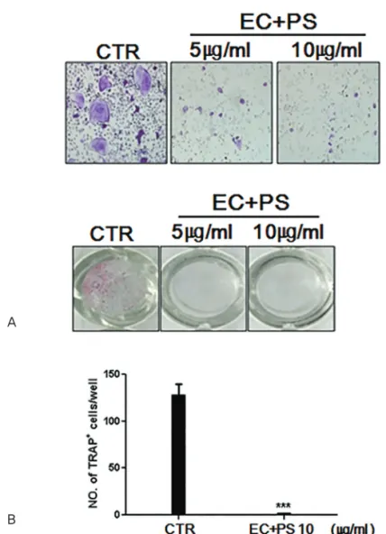 Fig. 1.Eucommiaecortex(EC)plusPsoraleaesemen(PS)waterextractsinhibitosteoclastdifferentiation