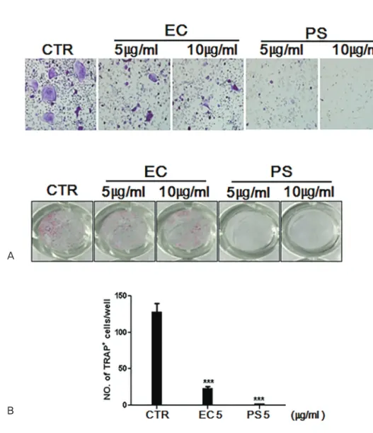Fig. 2.Eucommiaecortex(EC)andPsoraleaesemen(PS)inhibitosteoclastdifferentiation