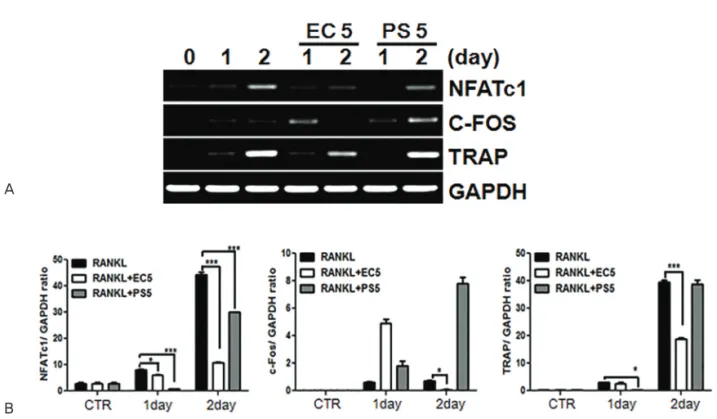 Fig. 6.Eucommiaecortex(EC)plusPsoraleaesemen(PS)waterextractssuppressreceptoractivatorofnuclear factor-kappa-Bligand(RANKL)-inducedc-FosandnuclearfactorofactivatedT-cells,cytoplasmic1(NFATc1) expression