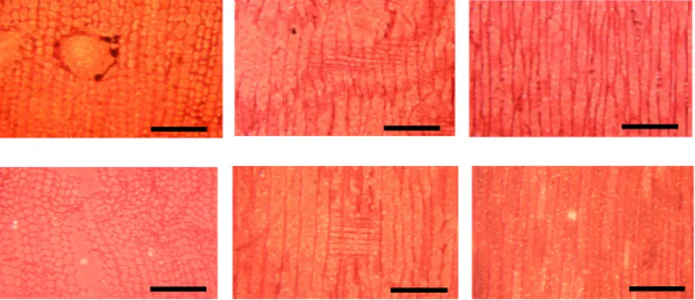 Fig. 3. Optical micrographs of 0.05% CuAz-2 treated samples that were decayed by brown-rot fungus (FOP) – The pictures shown above (unweathered CuAz-2 treated wood) and below (weathered CuAz-2 treated wood); 