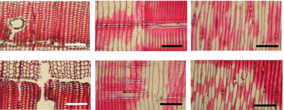 Fig. 5. Optical micrographs of 0.25% CuAz-2 treated samples that were decayed by brown-rot fungus (FOP) – The pictures shown above (unweathered CuAz-2 treated wood) and below (weathered CuAz-2 treated wood); 