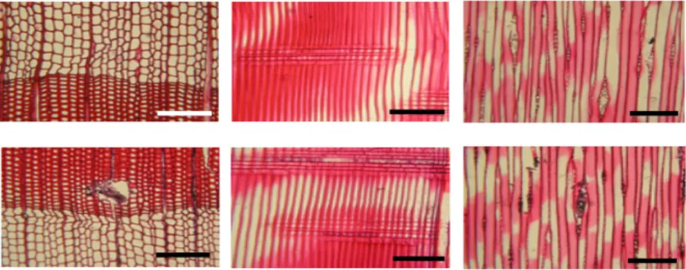 Fig. 8. Optical micrographs of 1.25% CuAz-2 treated samples that were decayed by brown-rot fungus –  The  pictures shown above (unweathered CuAz-2 treated wood) and below (weathered CuAz-2 treated wood); cross  sections (left), radial sections (middle) and