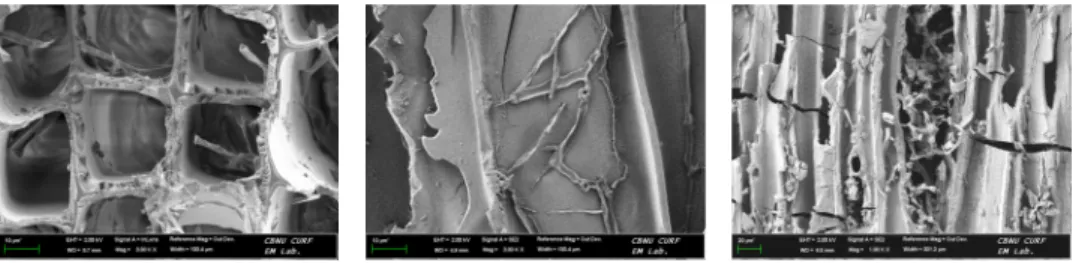 Fig. 9. FE-SEM images of CuAz-2 untreated samples that were decayed by brown-rot fungus (FOP) –  cross  section (left), radial section (middle) and tangential section (right)