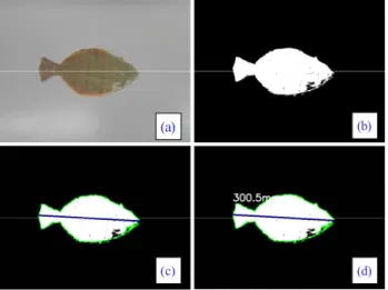 Fig. 3. Schematics of vision based flatfish measurement system.
