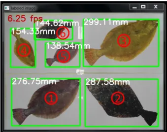 Table 3. Measured flatfish lengths