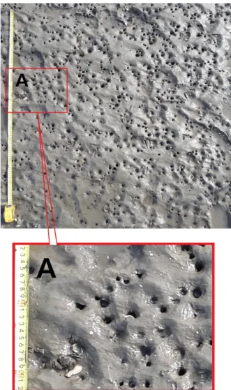 Fig. 2. Experimental diagram for the growth test for Manila clam in mud shrimp blocking box.