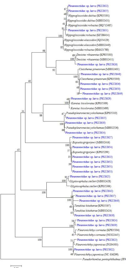 Fig. 2. Neighbour-joining tree based on sequence variation of the mitochondrial DNA cytochrome c oxidase subunit I gene