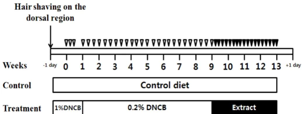 Fig. 1. Experimental schedule for the induction of AD-like lesion in NC/Nga mice. Deltas indicate the application of DNCB.