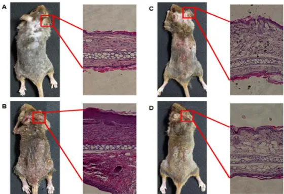 Fig. 6. Comparison of the histopathology of ear lesions in DNCB-induced NC/Nga mice after repeated applica- applica-tion of extract