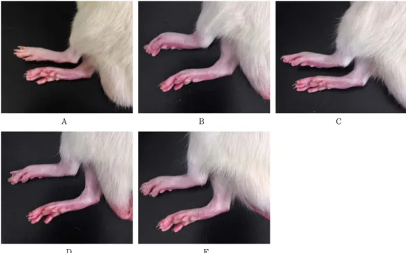 Fig.  2.  Changes  on  the  gross  lesion  of  hind  paws  after  BVA,  LLA  and  BVA+LLA  treatments in CFA induced arthritis rats