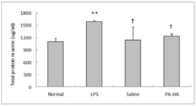 Fig. 11. Effects of PH-HA on renal MPO level in  LPS-stimulated rats