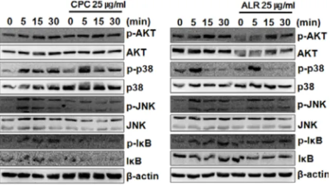 Fig.  7.  Inhibitory  effects  of  YBT  extract  on  RANKL-induced protein expression