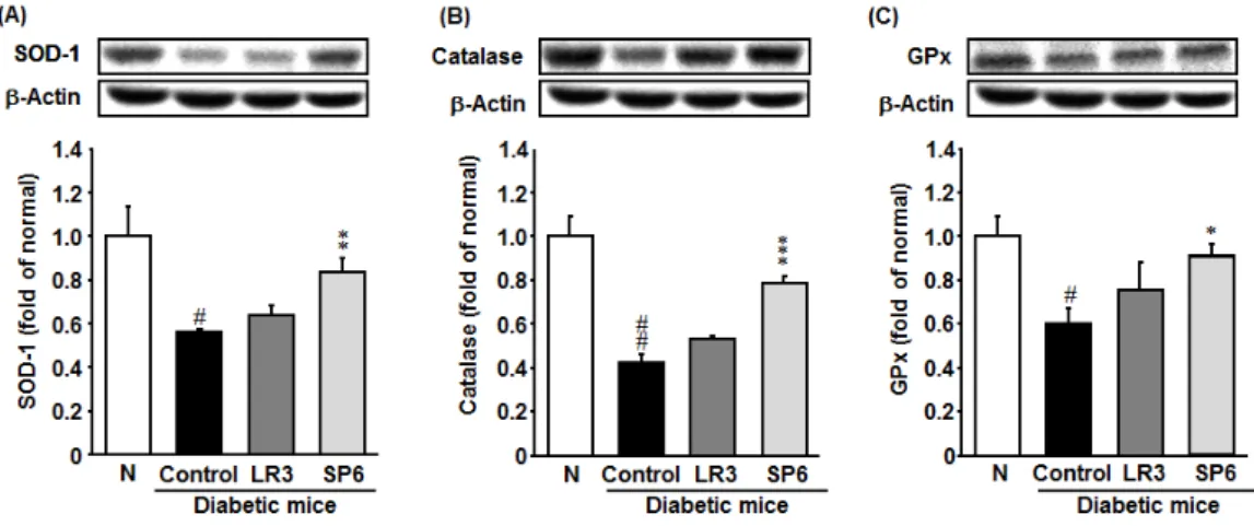 Fig. 3. The expression of antioxidant enzymes-related protein in the kidney