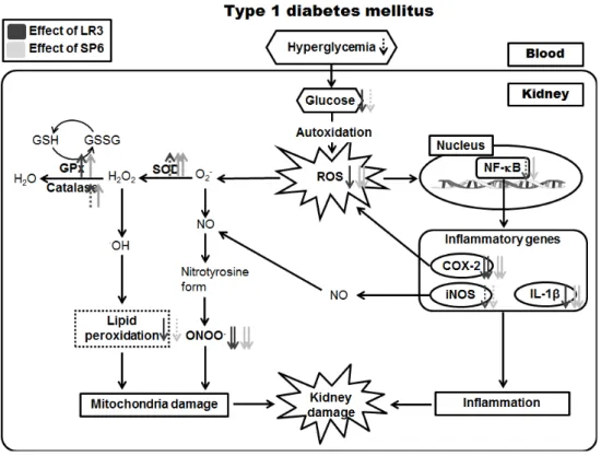 Fig.  6.  The  effects  and  mechanisms  of  LR 3   and  SP 6   acupuncture  on  renal  protection against hyperglycemic-induced oxidative stress at the kidney