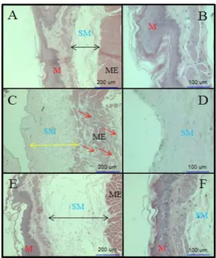 Fig.  1.  Gross  evaluation  of  the  esophageal  mucosal damage 