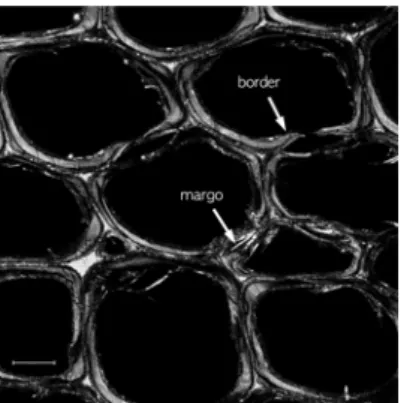 Fig. 1. Micrographs by CRM from the cross section of Korean red pine. Bordered pits captured by CRM Scale bar = 10 µm.
