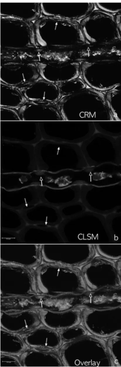 Fig. 2. Bordered pits between tracheid and ray tra- tra-cheid (white arrows) in Korean red pine