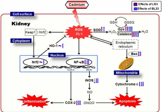 Fig. 5. Predictable mechanisms in renal tissues applied acupuncture장기가 간과 신장이며, 두 장기는 오행상 木과 水에 속하는 상생관계에 있으므로 두 혈위를 선택하였다