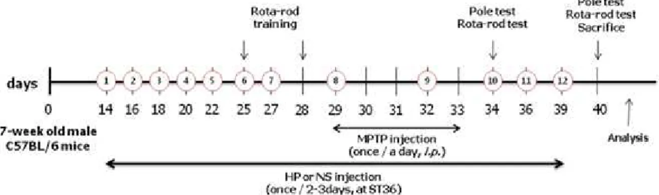 Fig. 1. Schedule of MPTP injections, HP pharmacoacupuncture treatment and behavioral tests  HP  :  Hominis  Placenta