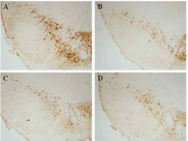 Fig.  8.  Effect  of  HP  pharmacoacupuncture  on  MPTP-induced  dopaminergic  neuronal  damage in a mouse PD model