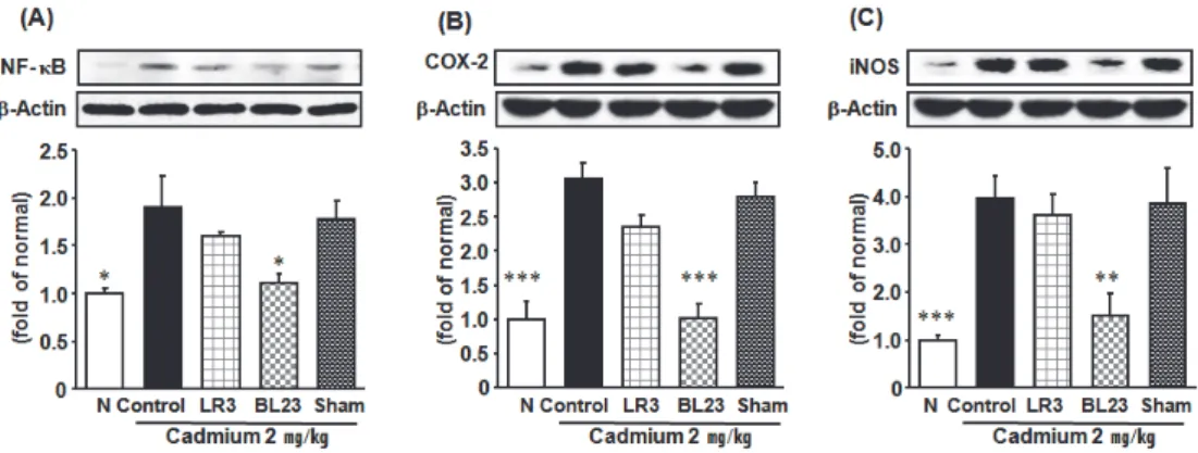 Fig. 3. Hepatic inflammation-related protein expressions