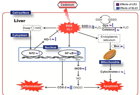 Fig. 5. Predictable mechanisms in hepatic tissues applied acupuncture  는 없었다(Fig. 4.)