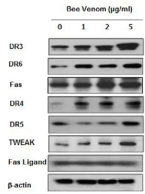 Fig.  3.  Effect  of  bee  venom  on  expression  of  death  recptors    and  their  ligands  in  cervix  cancer C33A cells
