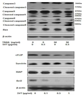 Fig.  7.  Snake  venom  toxin  enhanced  the  expression  of  DR4  and  DR5  in  the  HT29  human colorectal cancer cells