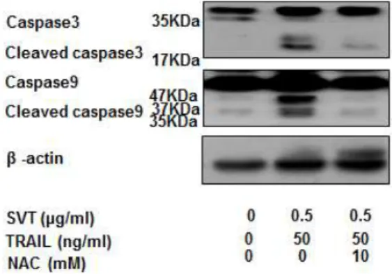 Fig.  9.  Increased  expressions  of  snake  venom  tToxin-combined  TRAIL-induced  apoptotic  protein  was reversed by anti-oxidative NAC