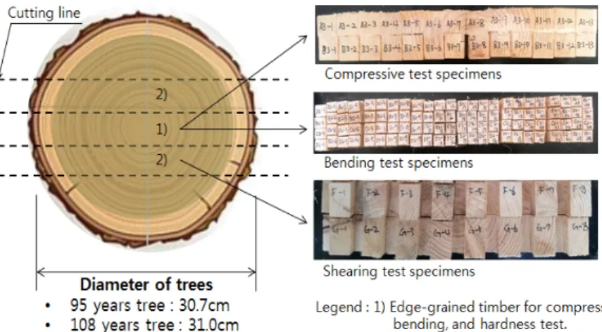Fig. 1. Test specimen preparation of Korean red pine. 2 본을 분양받아 기계적 성능 시험에 이용하였다. 95 년생 공시목의 심재율은 76.7%로써 강도 측정용 시 험편을 기준으로 할 때 수로부터의 거리 100 mm를  기준으로  심재와  변재를  구분할  수  있었다