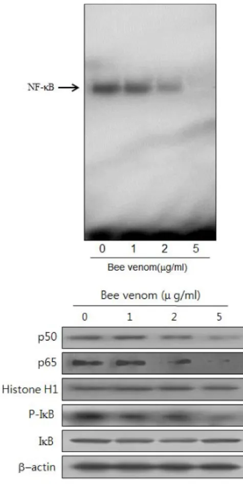 Fig.  4  Effect  of  bee  venom  on  the  expression  of apoptosis regulatory proteins