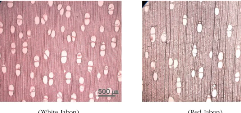 Fig. 1. Micrographs of White Jabon and Red Jabon in cross section.