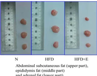 Fig.  4.  The  change  of  absolute  and  relative  weight  of liver and adipose tissue in mice fed  high-fat diet