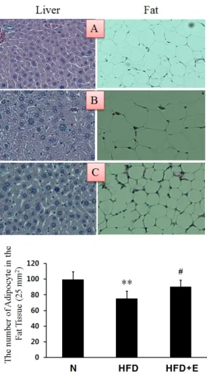 Fig. 8. The effect of adipocyte number in  the fat tissue and the histological analysis in  liver and fat tissue