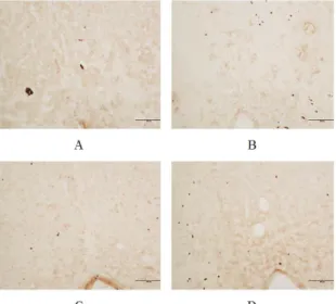 Fig. 6. Representive microphotographs of coronal