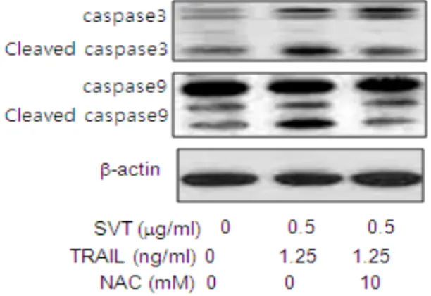 Fig.  10.  The  Activation  of  DR4  and  DR5  was  reversed  by  anti-oxidative  NAC 