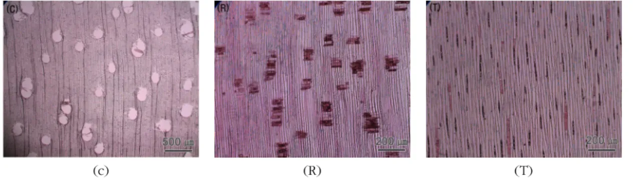 Fig. 2. Micrographs of Jeunjing.