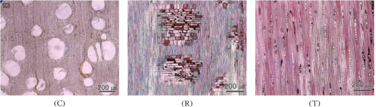 Fig. 3. Micrographs of Mangium.