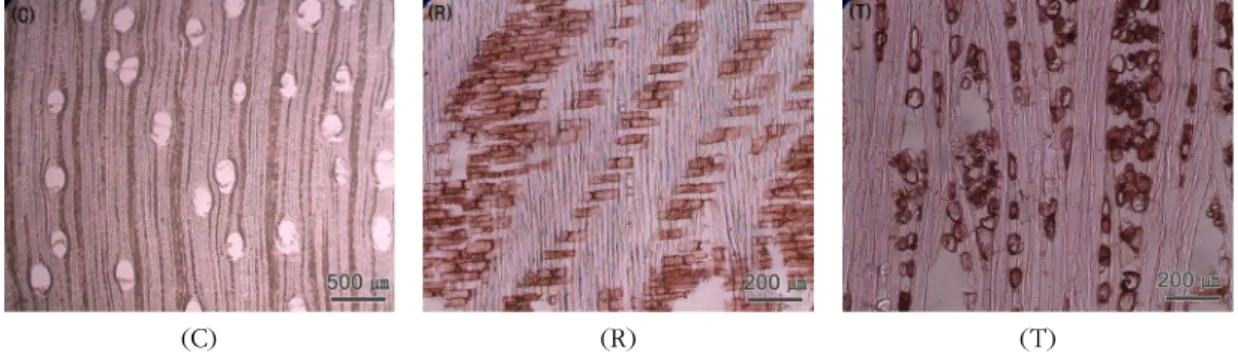 Fig. 5. Micrographs of Gandaria.