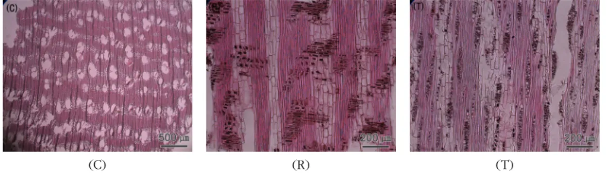Fig. 7. Micrographs of Kupa.