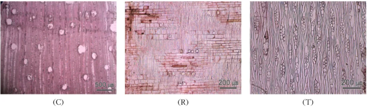 Fig. 8. Micrographs of Mangga.