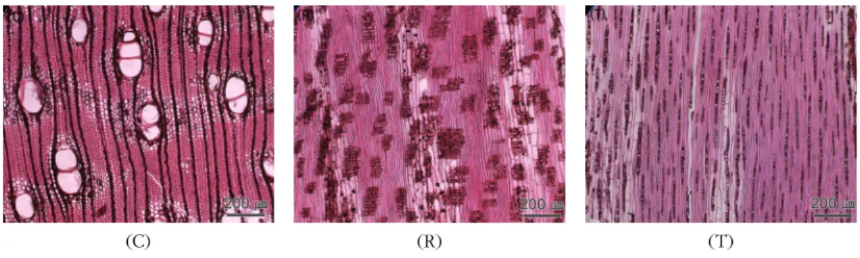 Fig. 10. Micrographs of Rambutan.