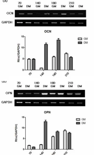 Fig. 3. Time dependent mineralization by von Kossa staining in MC3T3-E1 cells