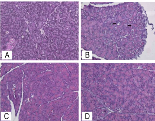 Fig. 8. Light micrographs of pancreatitis in 24 hours groups